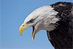 Aigle à tête blanche (Haliaeetus leucocephalus) émettant des sons, comté de Boulder, Colorado, États-Unis d'Amérique, Amérique du Nord