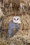 Barn owl (Tyto alba) in captivity on hay bales, Boulder County, Colorado, United States of America, North America