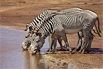 Grevy's zebra (Equus grevyi) drinking, Samburu National Reserve, Kenya, East Africa, Africa