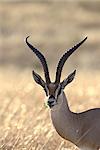 Subvention de Gazelle (Gazella granti), réserve nationale de Masai Mara, Kenya, Afrique de l'est, Afrique