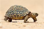 Leopard tortoise (Geochelone pardalis), Addo Elephant National Park, South Africa, Africa