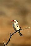 Red-billed hornbill (Tockus erythrorhynchus), Samburu National Reserve, Kenya, East Africa, Africa