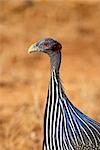 Vulturine guineafowl (Acryllium vulturinum), Samburu National Reserve, Kenya, East Africa, Africa