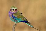 Lilac-breasted Roller (Coracias Caudata), Masai Mara National Reserve, Kenia, Ostafrika, Afrika