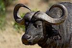 Cape buffalo (African buffalo) (Syncerus caffer), Masai Mara National Reserve, Kenya, East Africa, Africa