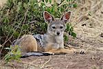 Young black-backed jackal or silver-backed jackal (Canis mesomelas), Masai Mara National Reserve, Kenya, East Africa, Africa