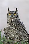 Spotted eagle owl (Bubo africanus), Kgalagadi Transfrontier Park, qui englobe l'ancien Kalahari Gemsbok National Park, Afrique du Sud, Afrique