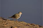 Three-banded plover (Charadrius tricollaris), Pilanesberg National Park, South Africa, Africa