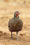 Buse de Swainson francolin ou Francolin (Pternistes swainsonii), Parc National de Kruger, Afrique du Sud, Afrique