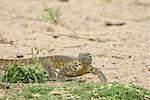 Water monitor (Varanus niloticus), Kruger National Park, South Africa, Africa