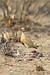 Courvite de Temminck (Cursorius temminckii), Parc National de Kruger, Afrique du Sud, Afrique