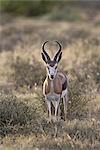 Mâle Springbok (Antidorcas marsupialis), Parc National Karoo, Afrique du Sud, Afrique