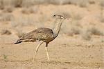 Outarde Kori (Ardeotis kori), Kgalagadi Transfrontier Park, qui englobe l'ancien Kalahari Gemsbok National Park, Afrique du Sud, Afrique