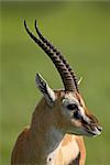 Mâle Thomson de gazelle (Gazella thomsonii), le cratère de Ngorongoro, zone de Conservation du Ngorongoro, Tanzanie, Afrique de l'est, Afrique