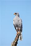 Pale chanting goshawk (Melierax canorus), Addo Elephant National Park, South Africa, Africa