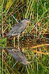 Green-backed heron (Butorides striatus), Kruger National Park, South Africa, Africa