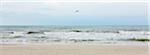 Gull flying over beach