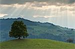 Tree on Hill with Sun Rays, Interlaken, Switzerland