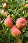 Ripe Apples on Tree