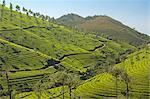 Tea plantations dotted with silver oak trees covering the Cardamom Hills in the southern Western Ghats in southeastern Kerala, India, Asia