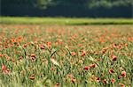 Organische Weizenfeld und Mohn, Salzburg, Österreich