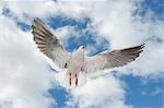 Dolphin Gull, Ushuaia, Tierra Del Fuego, Argentina, South America