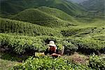 Tea harvesting at BOH Tea Plantation, in Cameron Highlands, Malaysia, Southeast Asia, Asia