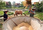 Rice farmers in Thailand, Southeast Asia, Asia