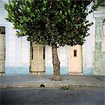 Baum und architektonischen Details, Cienfuegos, Cuba, Karibik, Mittelamerika