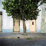 Tree and architectural detail, Cienfuegos, Cuba, West Indies, Central America