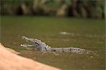 Das Nilkrokodil (Crocodylus Niloticus) mit Backen öffnen, Krüger Nationalpark, Südafrika, Afrika