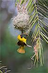 Lesser masked weaver (Ploceus intermedius), at nest, Kruger National Park, South Africa, Africa