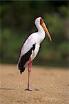 Cigogne à bec jaune (Mycteria ibis), en plumage, sur la berge, Kruger National Park, Afrique du Sud, Afrique