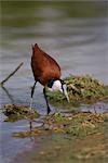 Afrikanische Blatthühnchen (Actophilornis Africanus), Krüger Nationalpark, Südafrika, Afrika