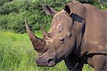 White rhino (Ceratotherium simum), Pilanesberg Game Reserve, North West Province, South Africa, Africa