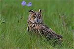 Hibou moyen-duc (Asio otus), Muncaster, Cumbria, Angleterre, Royaume-Uni, Europe