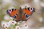 Tagpfauenauge (Inachis Io), ruht auf Garten Blumen, Garten, Northumberland, England, Vereinigtes Königreich, Europa Wallington Hall