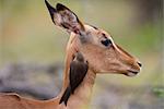 Piquebœuf Redbilled (Buphagus erythrorhynchus), impala, Kruger National Park, Afrique du Sud, Afrique