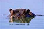 Hippopotame (Hippopotamus amphibius), submergé, Kruger National Park, Afrique du Sud, Afrique