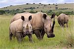 White rhino (Ceratotherium simum), and calf, Ithala Game Reserve, KwaZulu Natal, South Africa, Africa