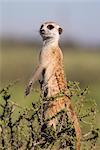 Suricate (Suricata suricatta) sentinelle, Kalahari Meerkat projet, Van Zylsrus, Northern Cape, Afrique du Sud, Afrique