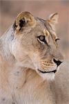 Lionne (Panthera leo), Kgalagadi Transfrontier Park, Afrique du Sud, Afrique