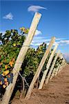 Vignobles et la Cordillère des Andes en Amérique du Sud Lujan de Cuyo, Mendoza, Argentine,