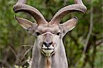 Male greater kudu (Tragelaphus strepsiceros), Kruger National Park, South Africa, Africa