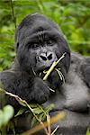 Silverback gorilla de montagne (Gorilla gorilla beringei), groupe 13, Parc National des volcans, Rwanda, Afrique