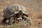 Tortue léopard (Geochelone pardalis), Parc National Karoo, Afrique du Sud, Afrique