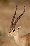 Male Grant's gazelle (Gazella granti), Samburu National Reserve, Kenya, East Africa, Africa