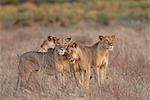 Quatre lionne (Panthera leo), réserve nationale de Samburu, au Kenya, Afrique de l'est, Afrique