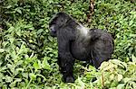 Silverback mountain gorilla (Gorilla gorilla beringei) standing in profile, Shinda group, Volcanoes National Park, Rwanda, Africa