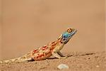 Male southern rock agama (Agama atra atra), Kgalagadi Transfrontier Park, encompassing the former Kalahari Gemsbok National Park, South Africa, Africa